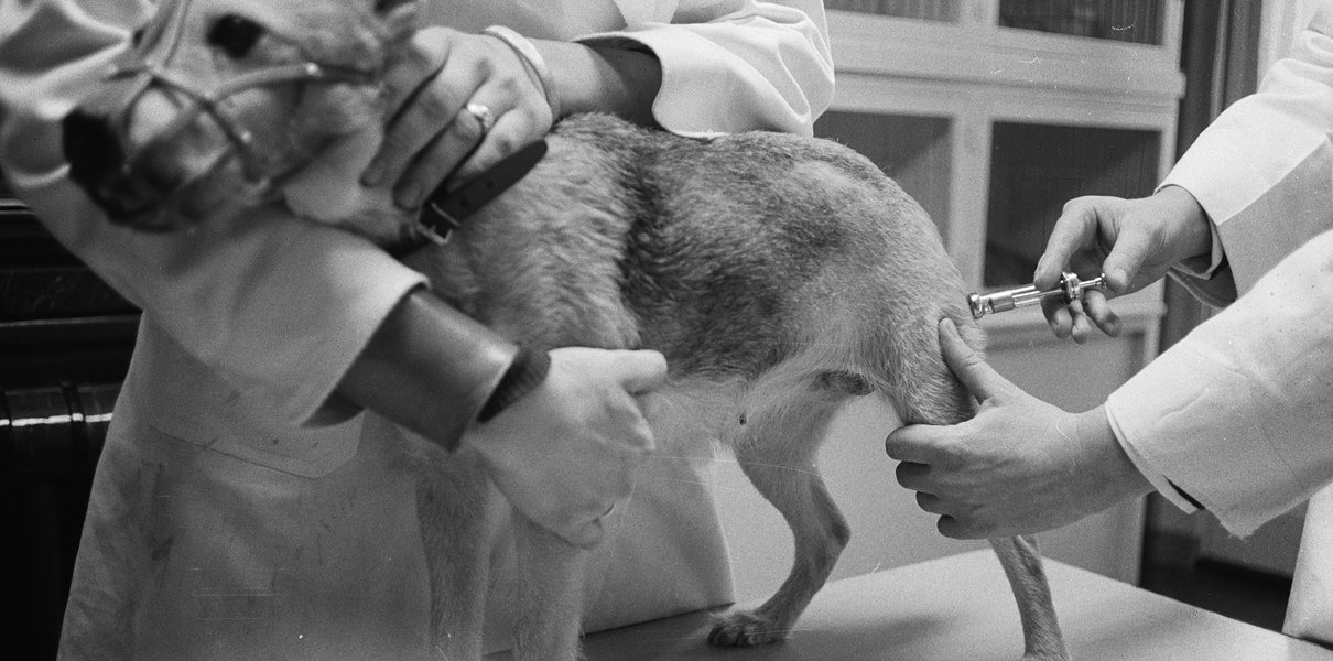 «Заразиться можно даже от вороны»: что такое бешенство, какие симптомы и как действовать при укусе