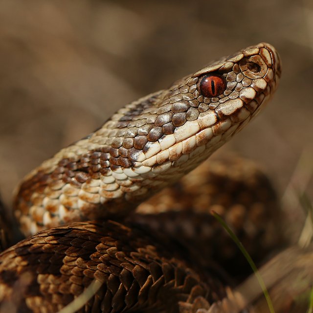 «Змеи очень опасны для детей». Что делать, если вы встретили змею? А если она укусила?