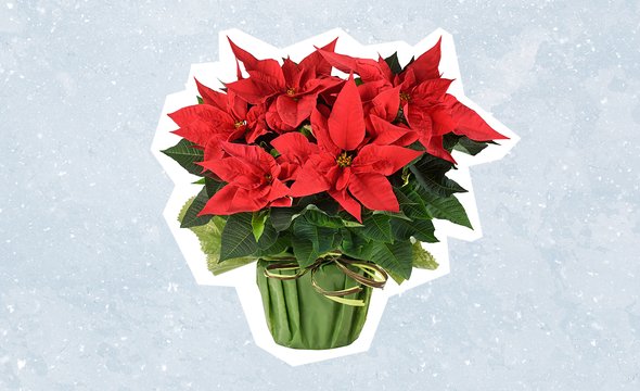 Рождественская звезда цветок. Подарки для пожилых родственников