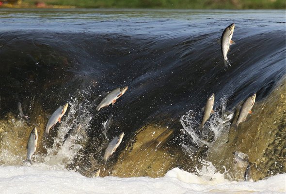 Способности, профориентация, лень, выбор профессии, доверие
