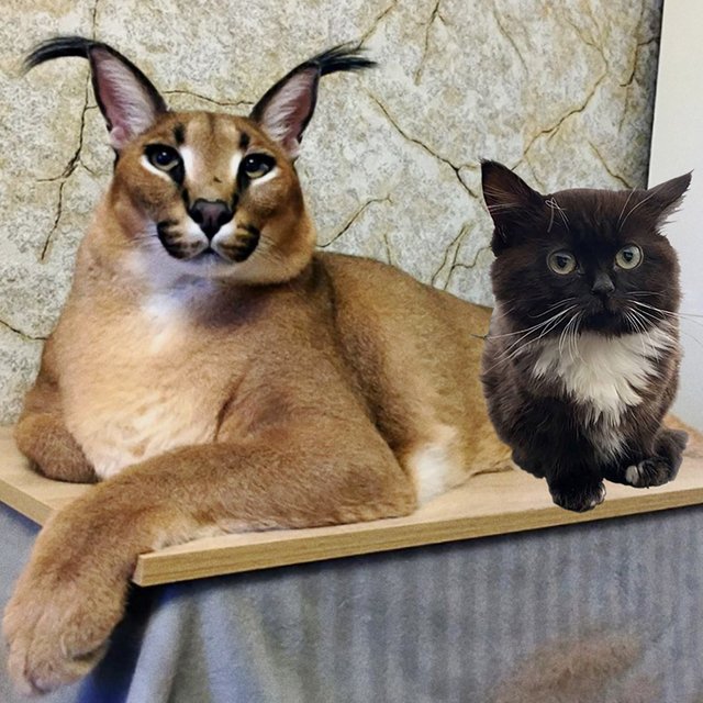 Шлёпа, Чмоня или коты, которые смотрят на рыбов? Тест: какой вы котик из мемов