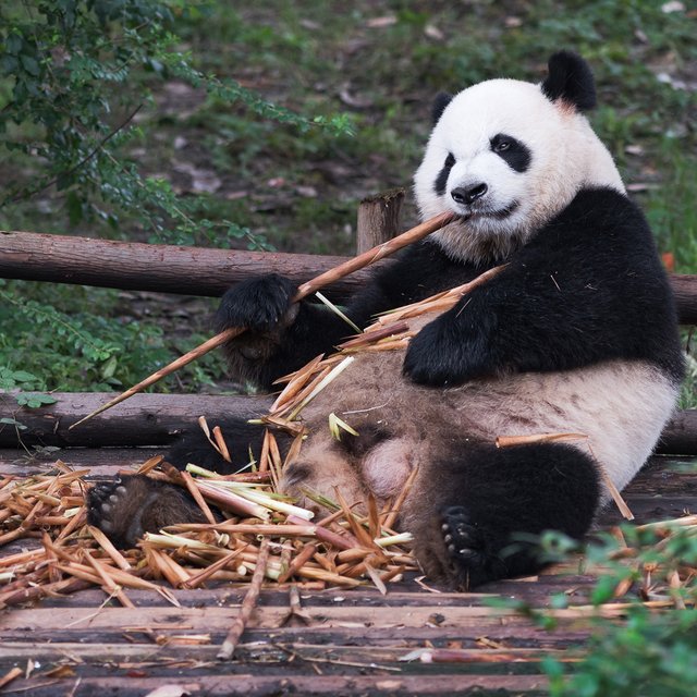 Панда ест только бамбук? Тест: это хищное животное или травоядное
