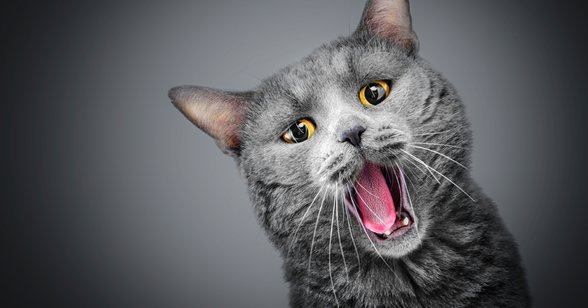 С котами