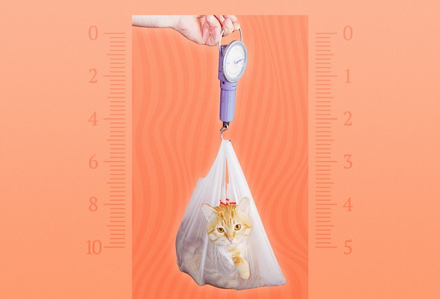 Что такое безмен? Тест: как называются приборы, измеряющие температуру, давление и не только