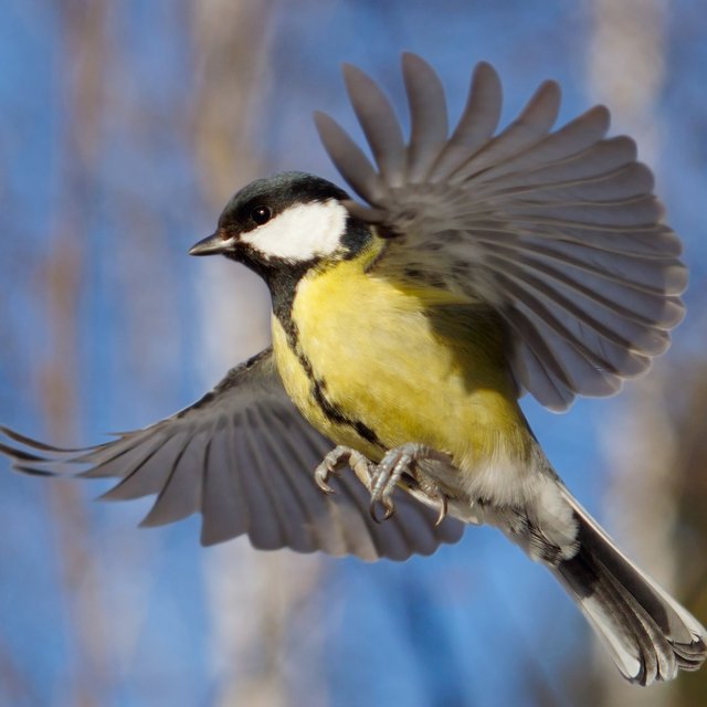 Синицы улетают на юг? А грачи? Тест про перелетных птиц