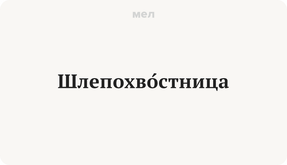 ШлепохвОстница