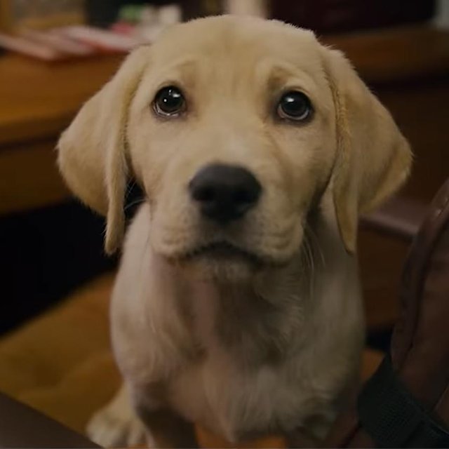 5 добрых фильмов для вечернего просмотра всей семьей