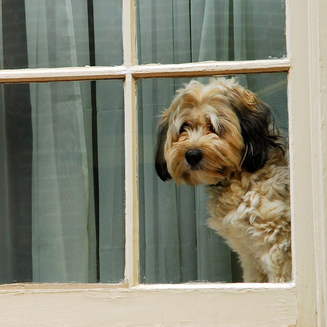 На какой срок можно оставлять домашних животных одних в квартире