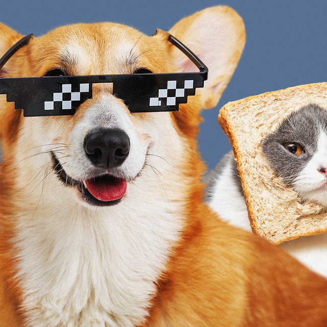 «Наша собака один раз чуть не повесилась». 19 удивительных историй из жизни домашних животных