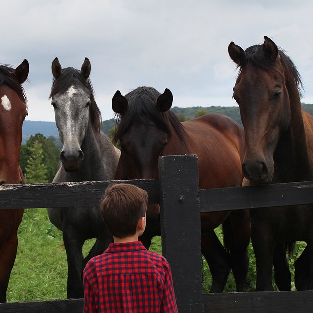 Гнедая лошадь — это какая? Тест: что вы знаете про окрасы животных