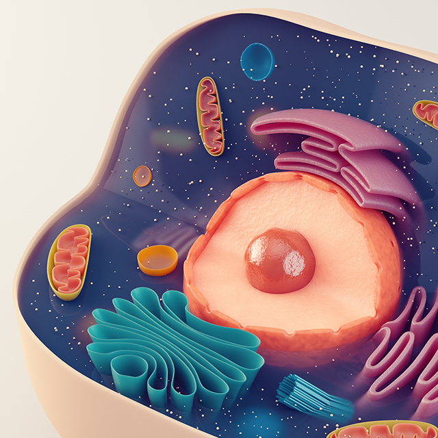 Прокариот или инфузория-туфелька: что вы помните из школьной биологии