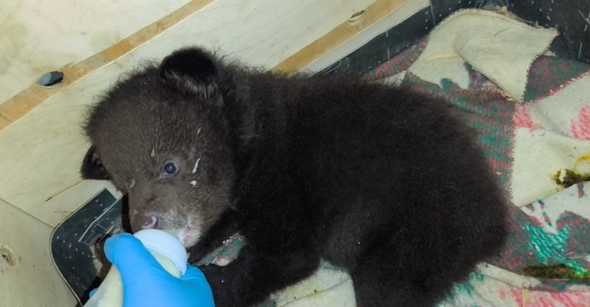 детеныш, спасенный центром