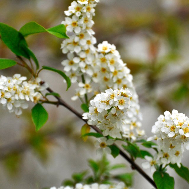 Это сирень или черёмуха? Тест: угадайте цветущее дерево по фото