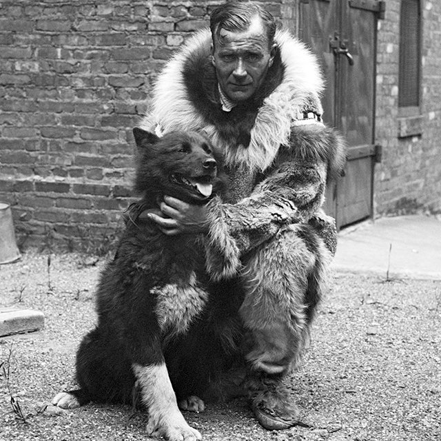 Великая гонка милосердия: собаки против дифтерии. Как хаски спасли Аляску от эпидемии