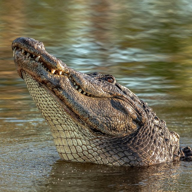 А тупорылый крокодил правда существует? Тест: это настоящее животное или мы его выдумали