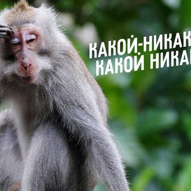 «Какой-никакой» или «какой никакой»: как писать правильно