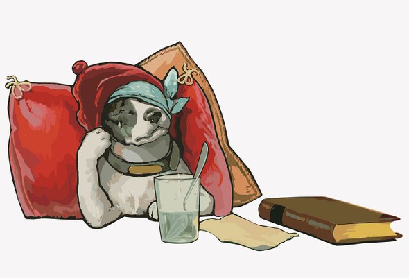 Сколько стоит завести собак, Как выбрать кинолога?