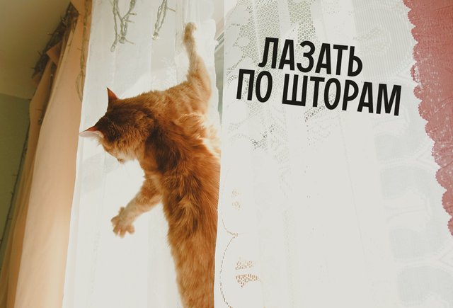 «Лазить» или «лазать»? Как говорить правильно