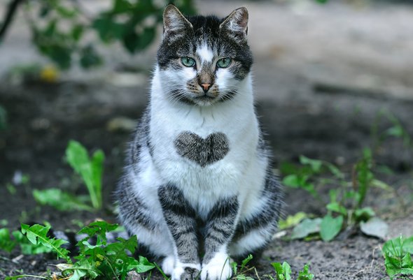 Простой способ найти четвероногого друга