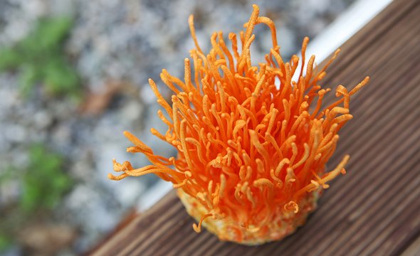 Кордицепс. Чем полезны и могут ли быть опасны биодобавки с грибами