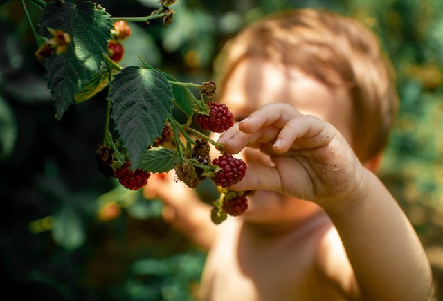 Какие ягоды и в каком количестве можно давать годовалому ребёнку?