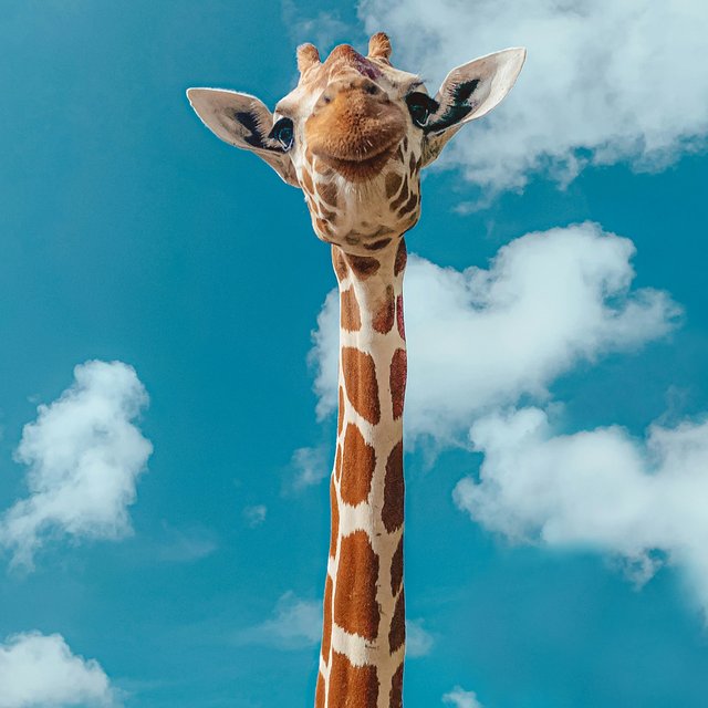 Почему у жирафа высокое давление? Тест: 5 вопросов из ЕГЭ по биологии, которые поставят вас в тупик