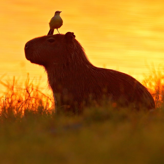Капибара, капибара! А как она выглядит-то? Тест: что это за зверь на фото
