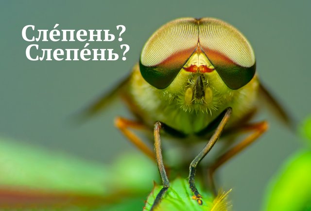 «СлЕпень» или «слепЕнь»? Как называть насекомое правильно — ответ может вас удивить