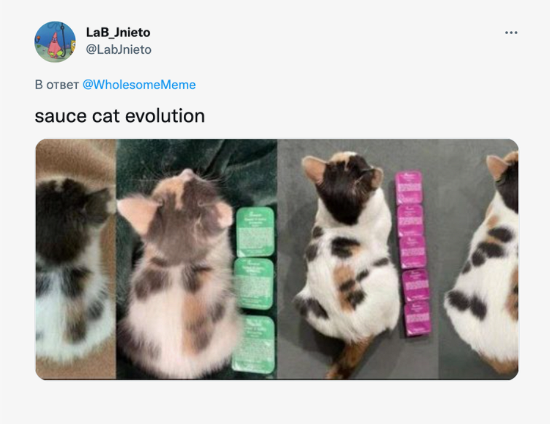 «Эволюяция «соус-котёнка»