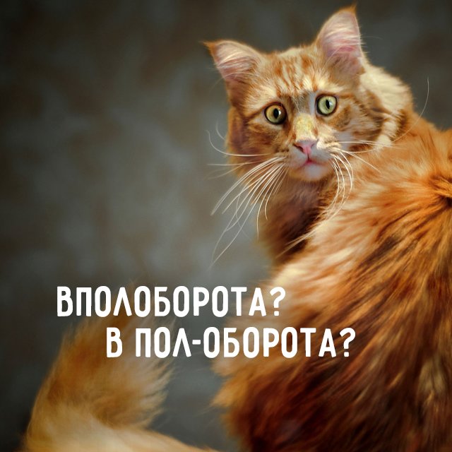 Как правильно: вполоборота или в пол-оборота