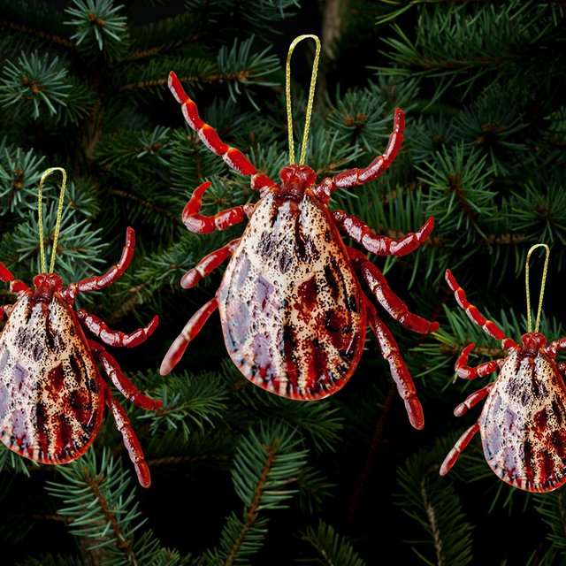 Новогодние «елочные» клещи: чем они опасны и что делать, если насекомые уже в квартире