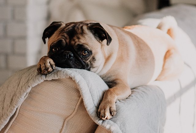 Нужно ли в период пандемии «дезинфицировать» собаку после прогулки?