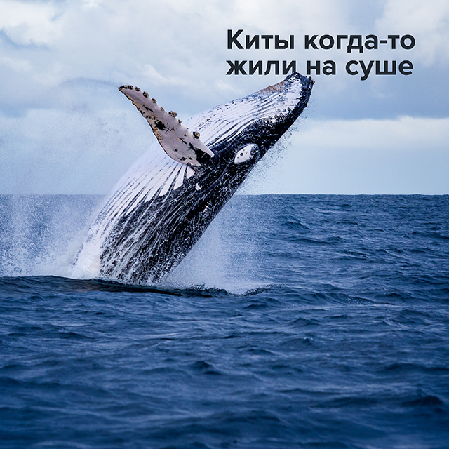 10 удивительных фактов о животных, которые понравятся детям