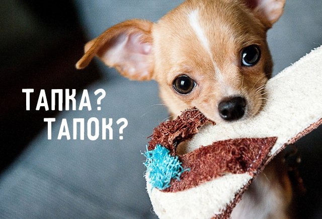 Как говорить: тапка или тапок?