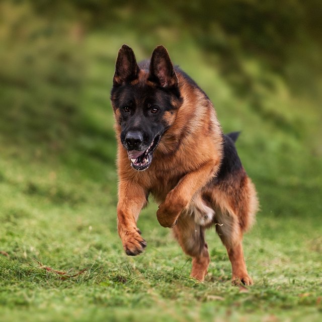 Собака напала на соседского ребёнка: что делать хозяевам в такой ситуации