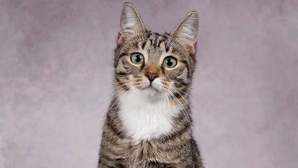 Котики, Артплей, Выставка