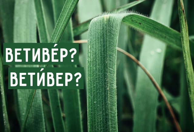 «ВетивЕр» или «ветИвер»? Где ударение в этом слове и что это вообще такое