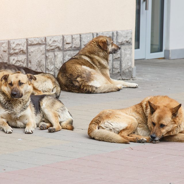 Бездомные собаки опять загрызли ребёнка. Почему такое происходит и можно ли изменить ситуацию