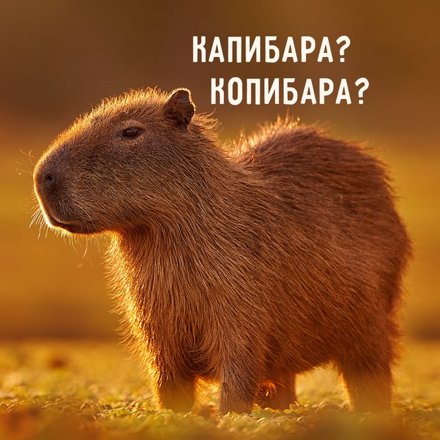 «Капибара» или «копибара»? Как гуглить мем правильно