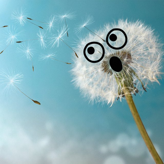 Угадайте по фото: это одуванчик или нет? Тест, который только кажется простым