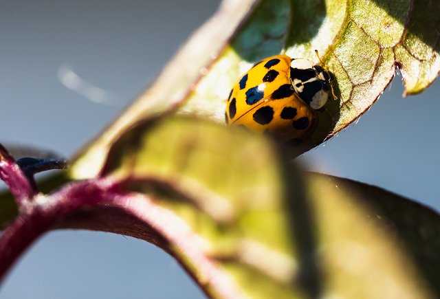 Божья коровка или колорадский жук? Тест: угадайте насекомое по фото