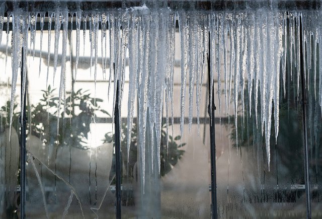 Что посадить на подоконнике в ноябре: 5 простых способов зимнего озеленения