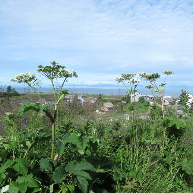Надеть рабабуци и пойти на лайду: как говорят по-русски на Аляске