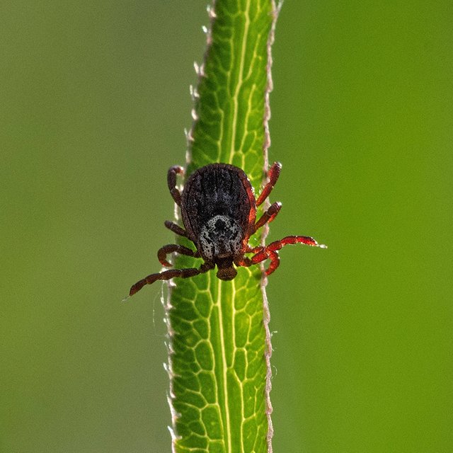 Можно ли привиться от клещевого энцефалита в апреле или уже поздно
