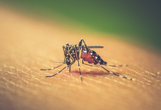 Может ли коронавирус передаваться через укус комара или клеща?