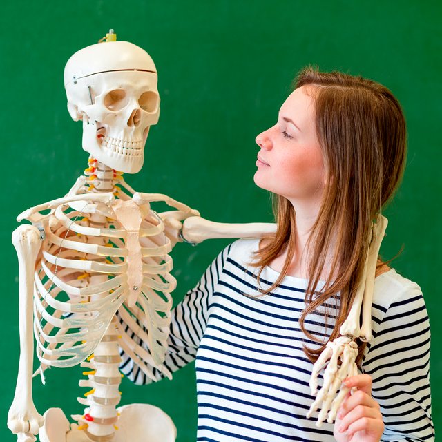 Это ребро или ключица? Тест на знание скелета человека — справится даже девятиклассник