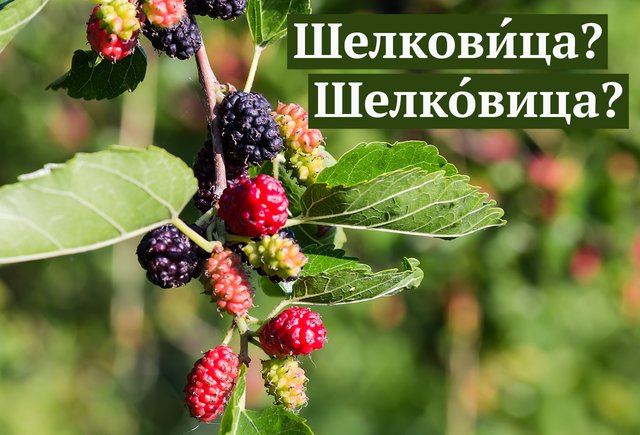 «ШелковИца» или «шелкОвица»: где ударение в этом слове (ответ вас удивит)