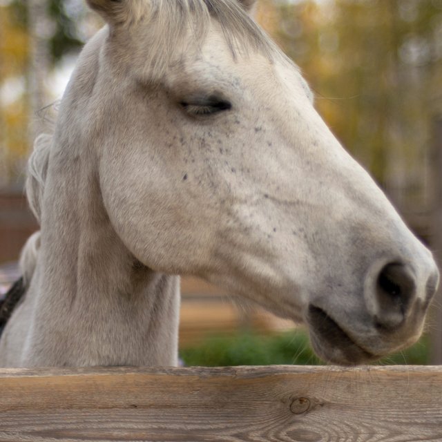 Лошади, которые ставят на ноги. Как работает иппотерапия, помогающая детям с ДЦП, РАС и другими особенностями