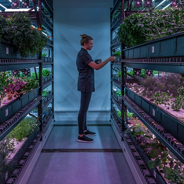 Как сити-фермеры выращивают руколу в подвалах