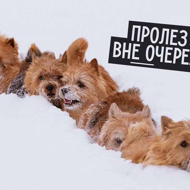 «Вне очереди» или «внеочереди»: как писать правильно